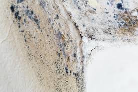 Best Commercial Mold Inspection  in Boone, NC